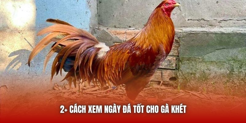 2+ cách xem ngày đá tốt cho gà khét