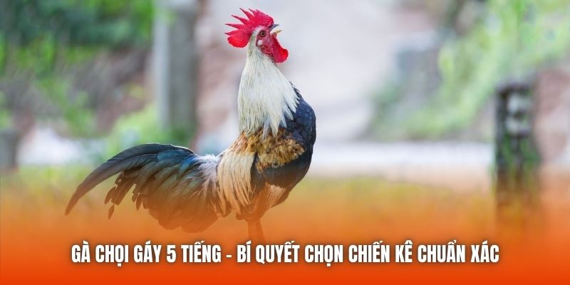 Gà Chọi Gáy 5 Tiếng - Bí Quyết Chọn Chiến Kê Chuẩn Xác